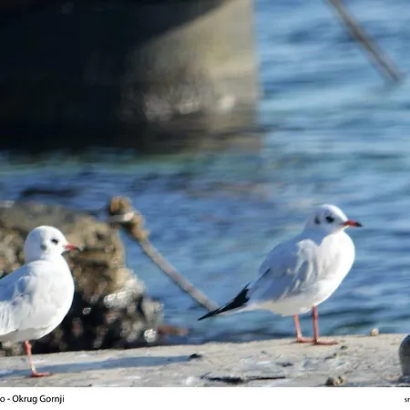 Pogled Τρογκίρ